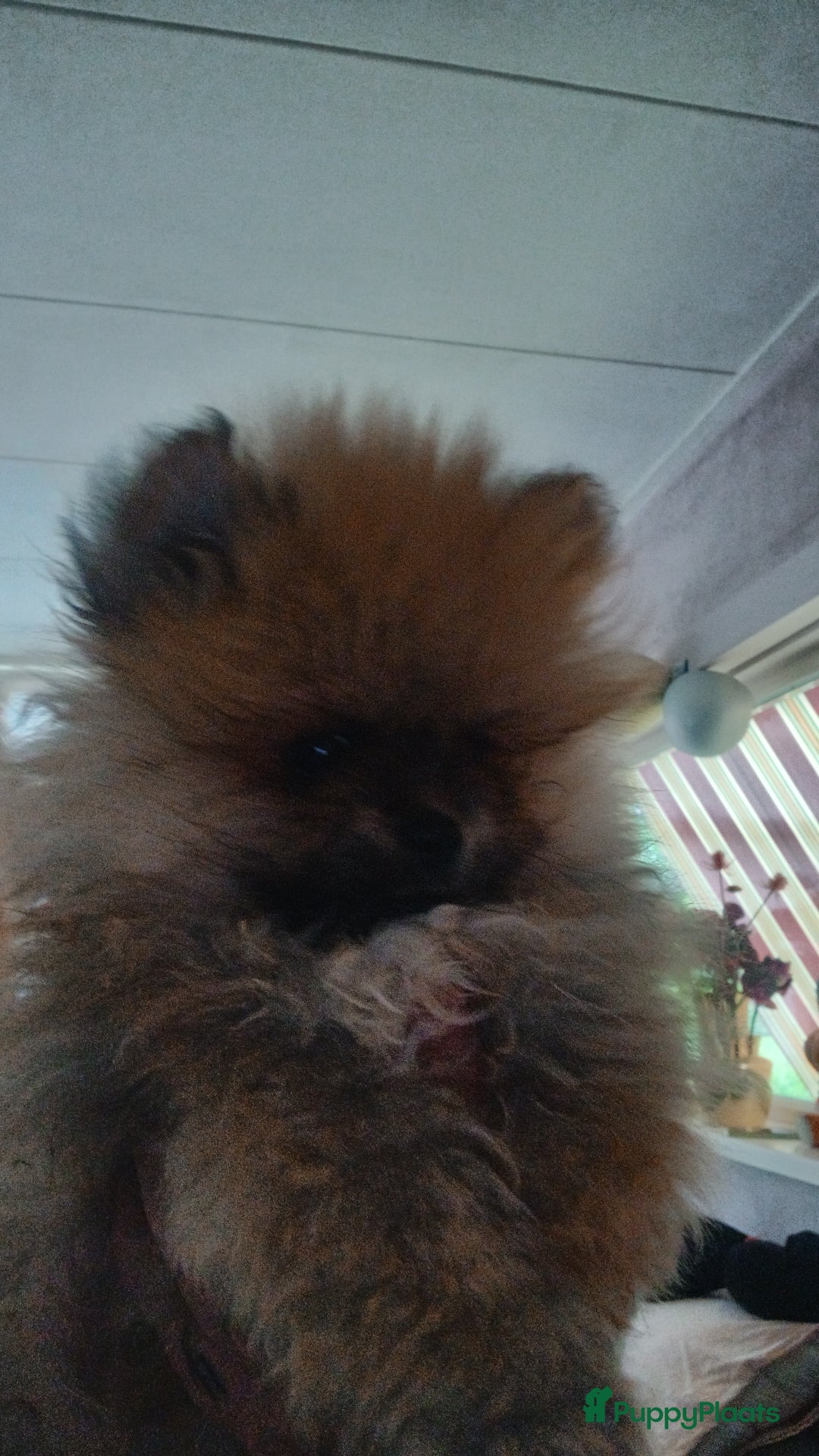 Pomeriaan honden te koop: Bearface pomeriaan  in Houten - Afbeelding 1