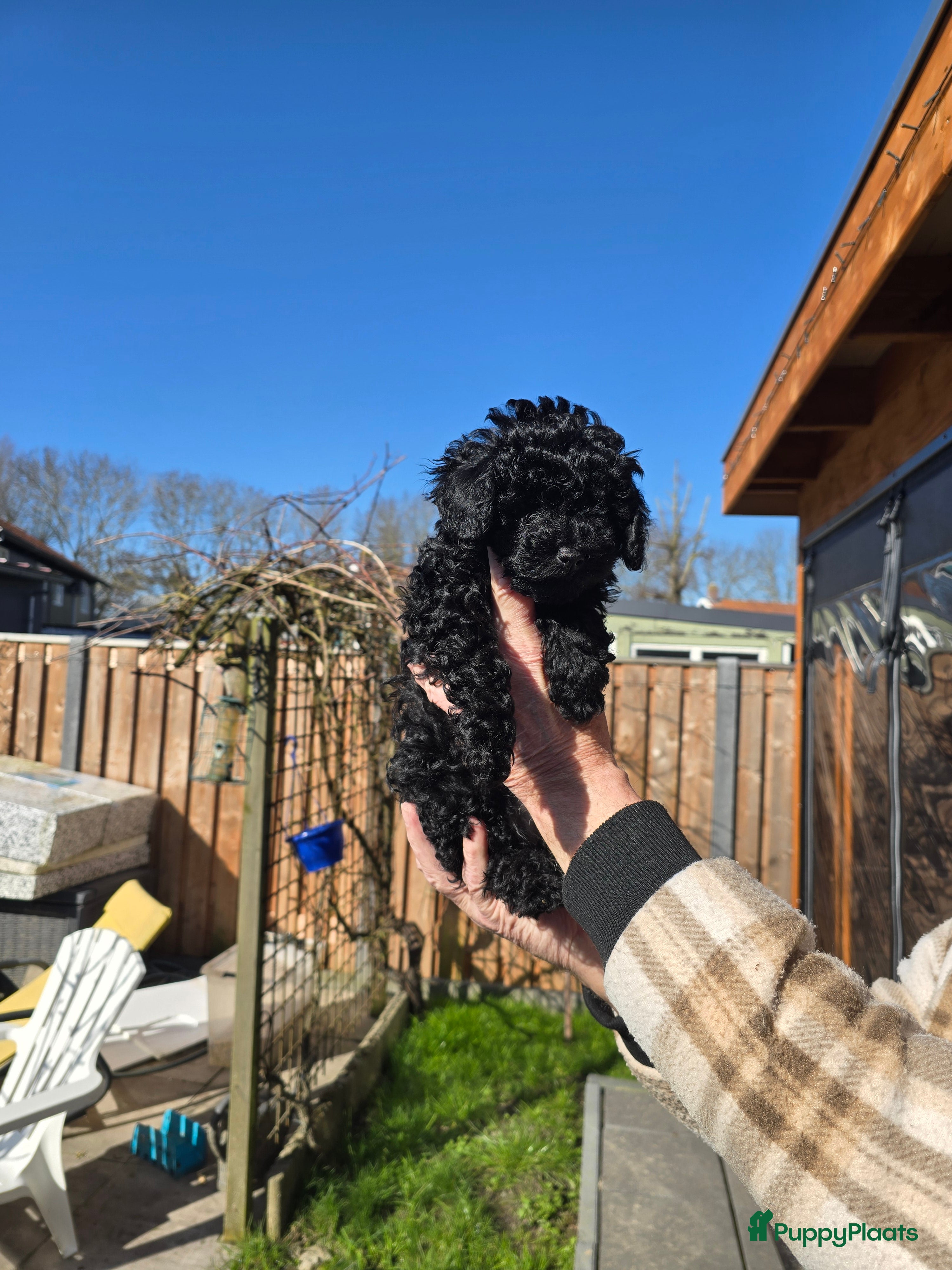 Poedel Toy honden Nog 2 lieve toypoedels beschikbaar - Advertentie 1