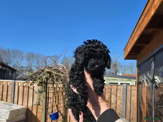 Poedel Toy honden Nog 2 lieve toypoedels beschikbaar - Advertentie 1