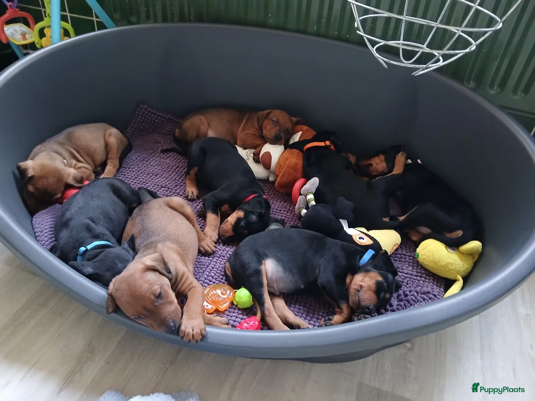 Galerij afbeelding {{count}}