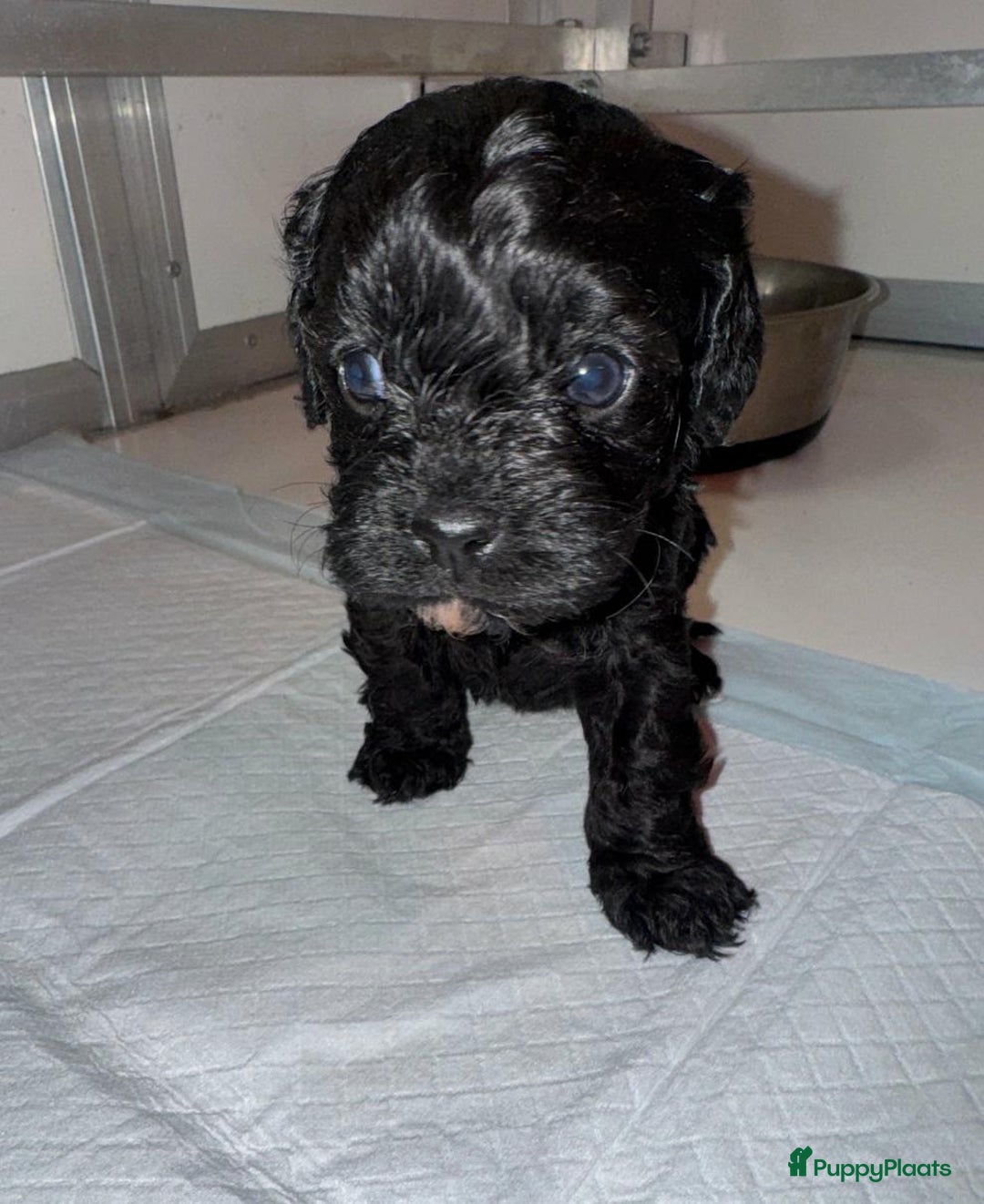 Cavapoo honden te koop: Schattige Cavapoo Puppy’s Klaar - Advertentie 3