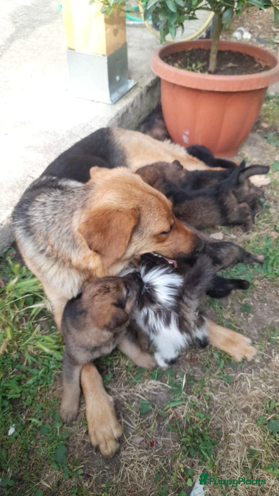 Kruising honden Lili zoekt baasje - Advertentie 10