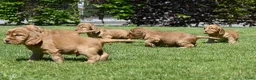 Engelse Cocker Spaniel honden te koop: Speelse Engelse Cocker Spaniel pups - Advertentie 4
