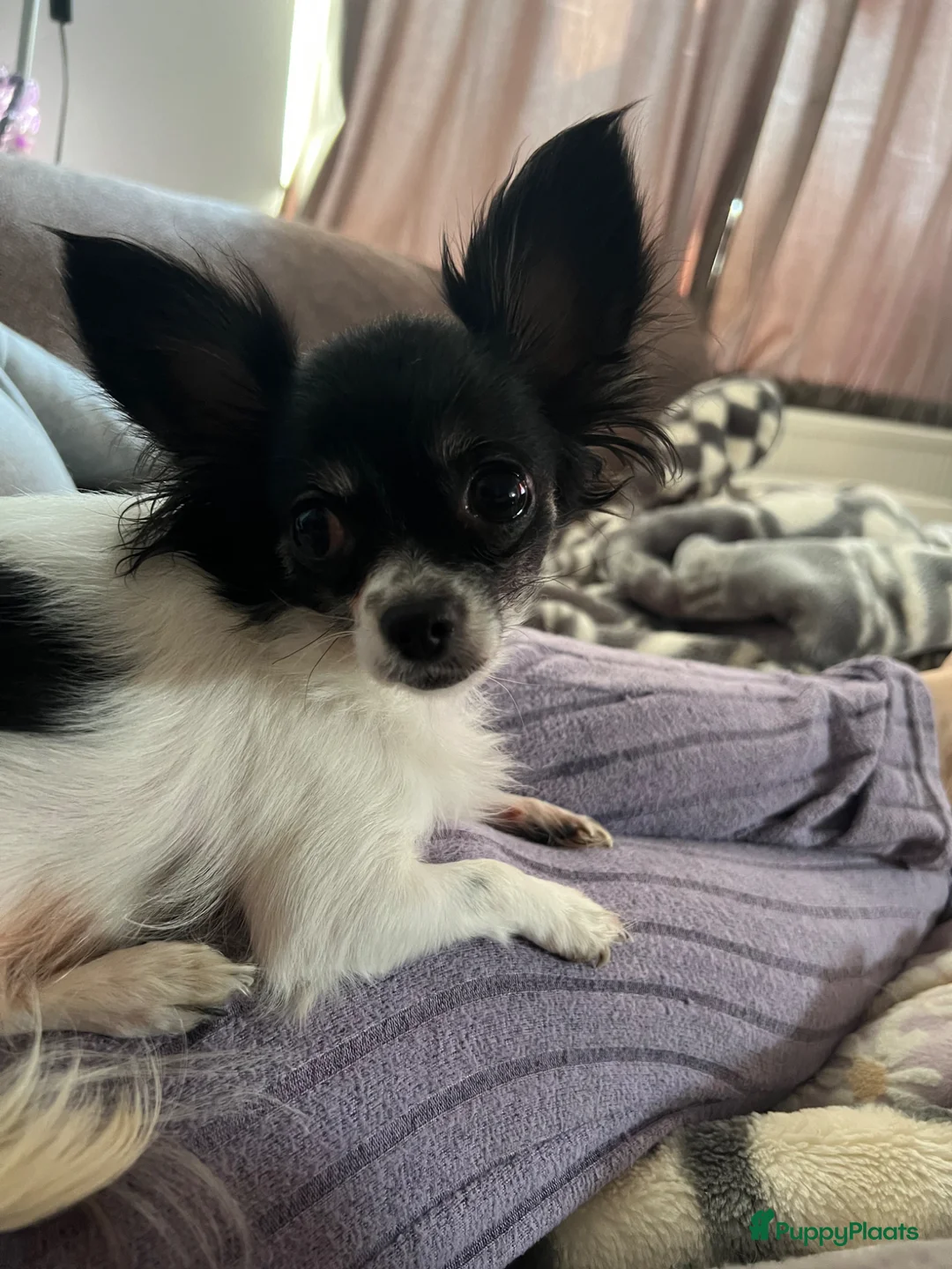 Chihuahua honden te koop: Chihuahua pups - Advertentie 2