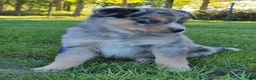 Kruising honden te koop: Mini australian shepherd pup - Advertentie 3