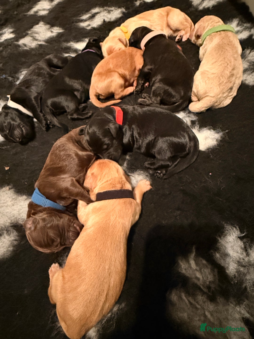 Kruising honden te koop: Goldendoodle/labradoodle  - Advertentie 6