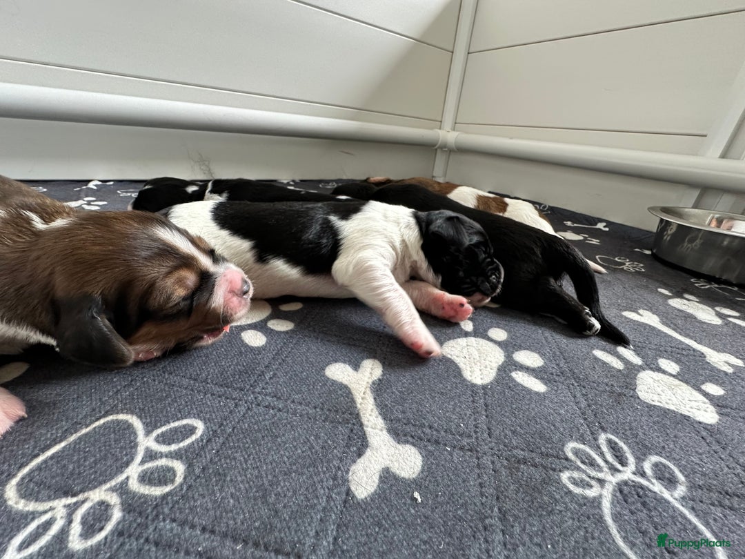 Kruising honden te koop: Nog 2 knuffelbare kruising puppy’s beschikbaar  - Afbeelding 9