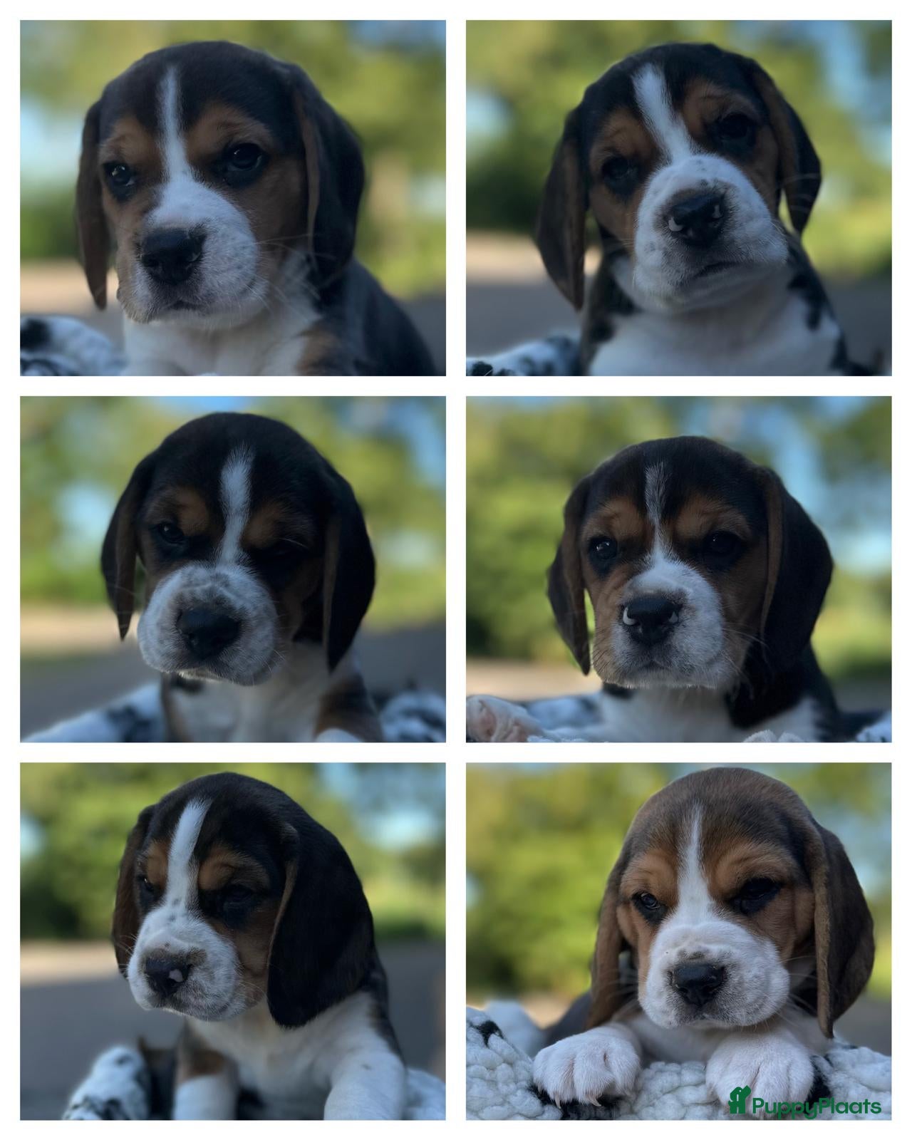 Beagle honden prachtige beagle pups - Advertentie 1