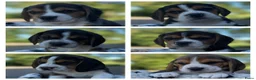 Beagle honden te koop: prachtige beagle pups - Advertentie 1