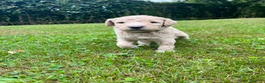 Labradoodle 3 