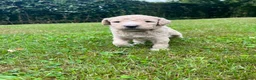Labradoodle honden te koop: Prachtige medium labradoodle pups te koop in Breda - Advertentie 19