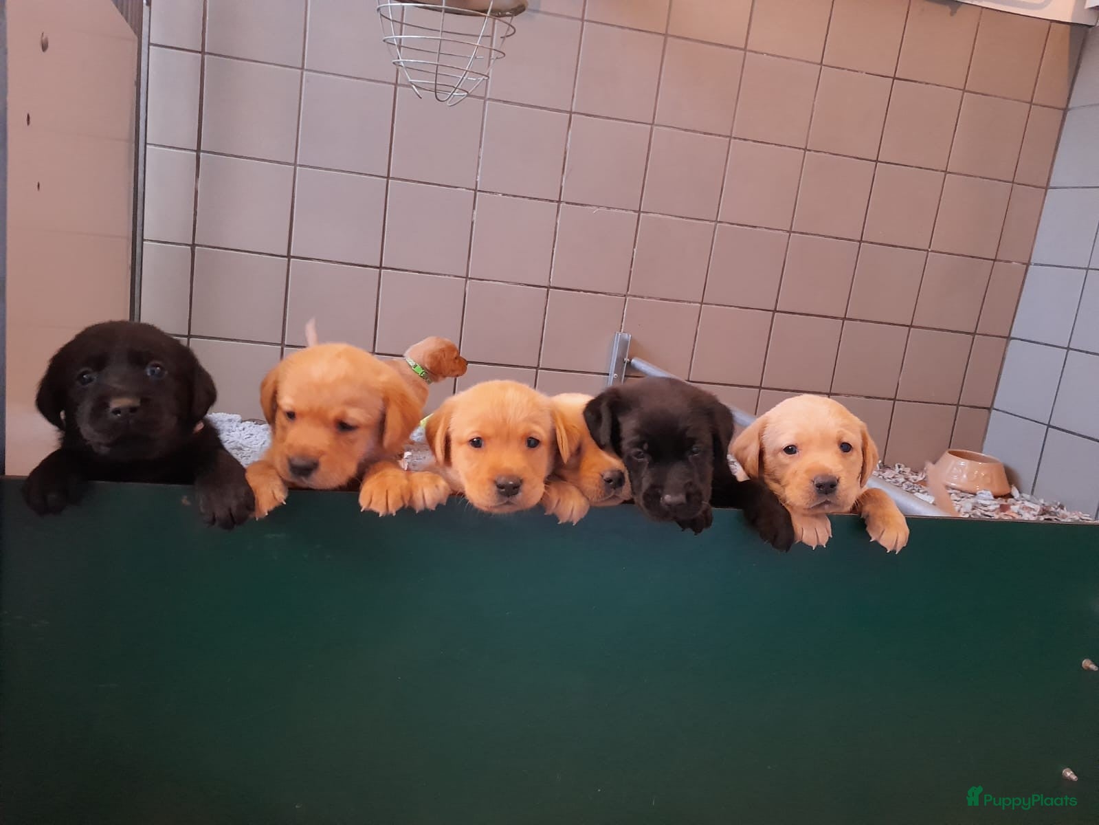Labrador Retriever honden Leuke Labradorpups beschikbaar (met stamboom) - Advertentie 2
