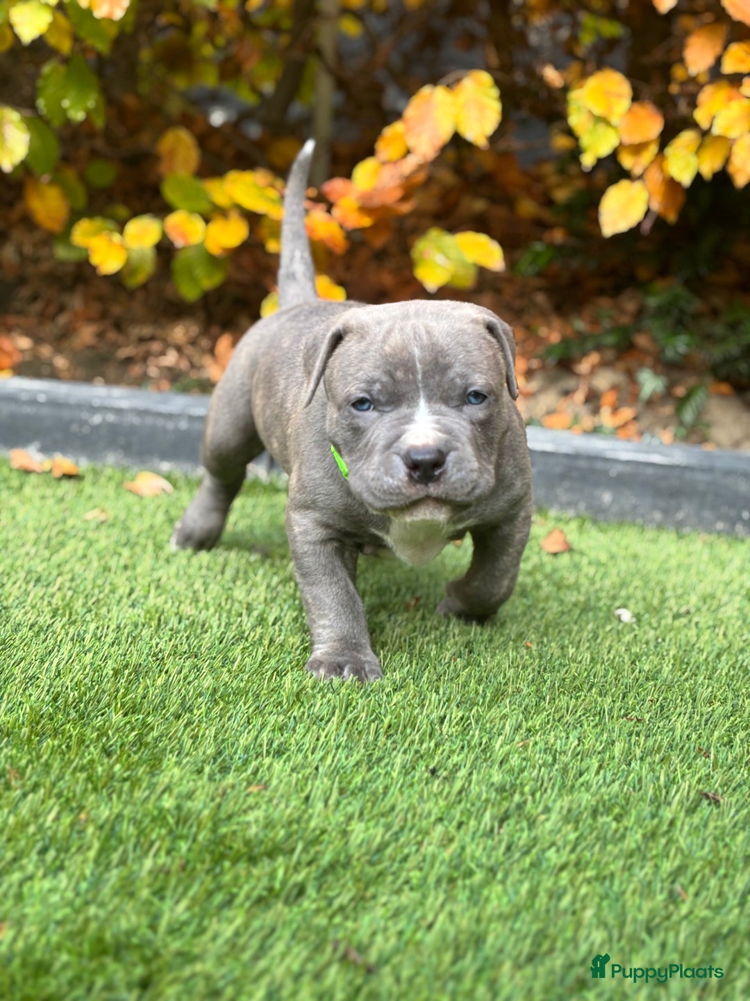 Amerikaanse Bully honden te koop: American Bully Xl pups - Advertentie 15