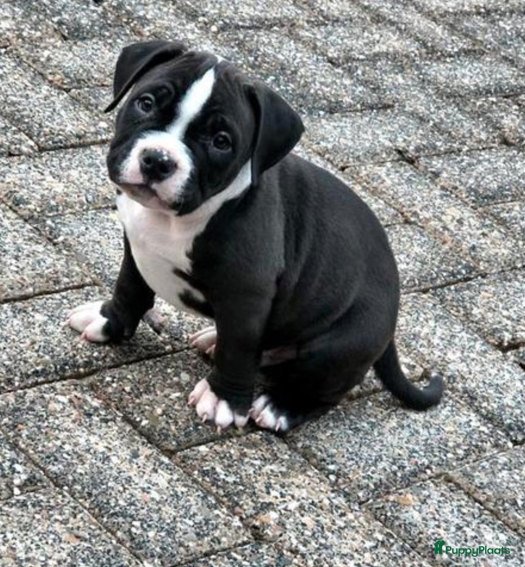 Amerikaanse Bully honden te koop: American bully pocket pups 8 week oud - Advertentie 3