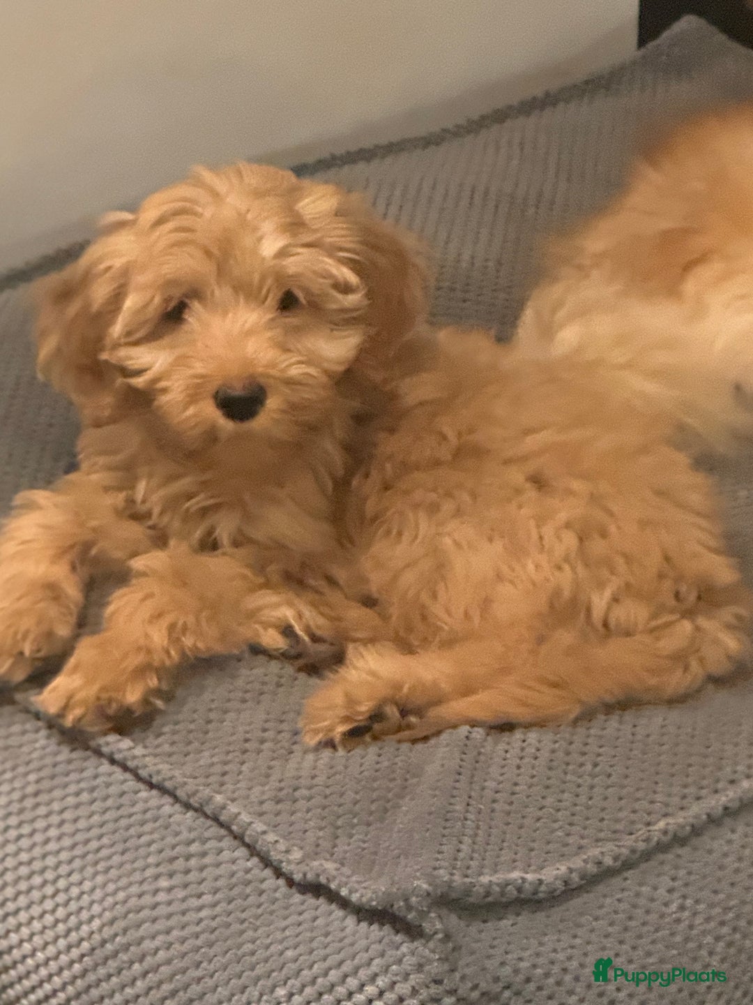 Kruising honden te koop: PRACHTIGE GOLDENDOODLE MINI REUTJE - Advertentie 4