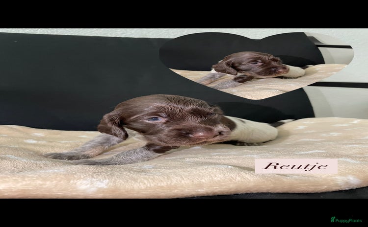 Engelse Cocker Spaniel honden - Advertentie 2