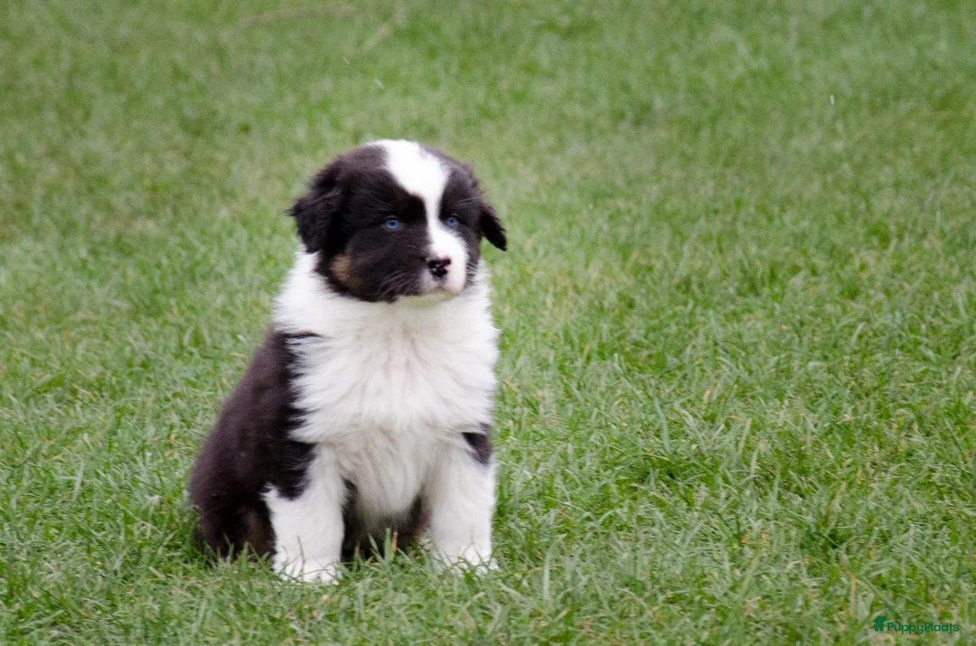 Australian Shepherd honden te koop: Australische herder pups geboren op boerderij (BE) - Advertentie 2