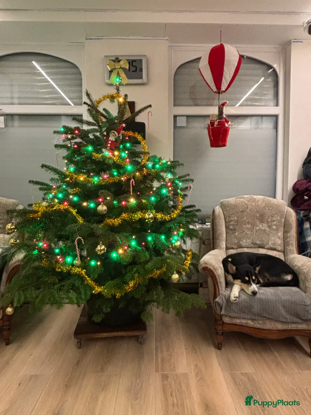 Kruising honden te koop:  Husky kruising dobermans is netjes  - Advertentie 10