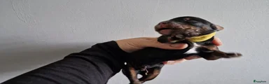 Bernedoodle Puppy 7
