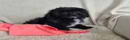 Kruising honden te koop: Prachtige leergierige boompoo's  - Advertentie 21