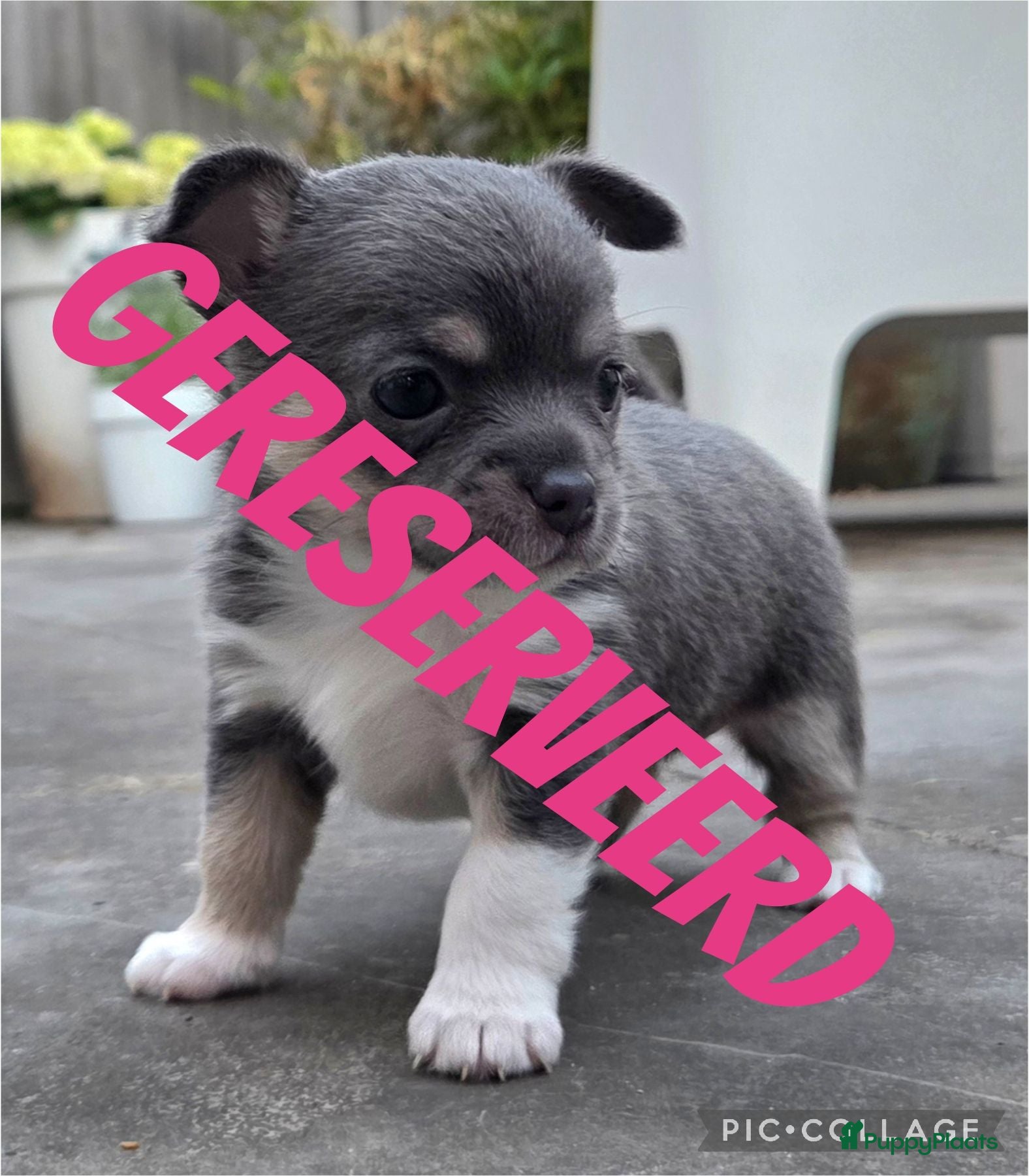 Chihuahua honden Prachtige blau grijze Chihuahua pup - Advertentie 1