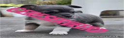 Chihuahua honden te koop: Prachtige blau grijze Chihuahua pup - Advertentie 1