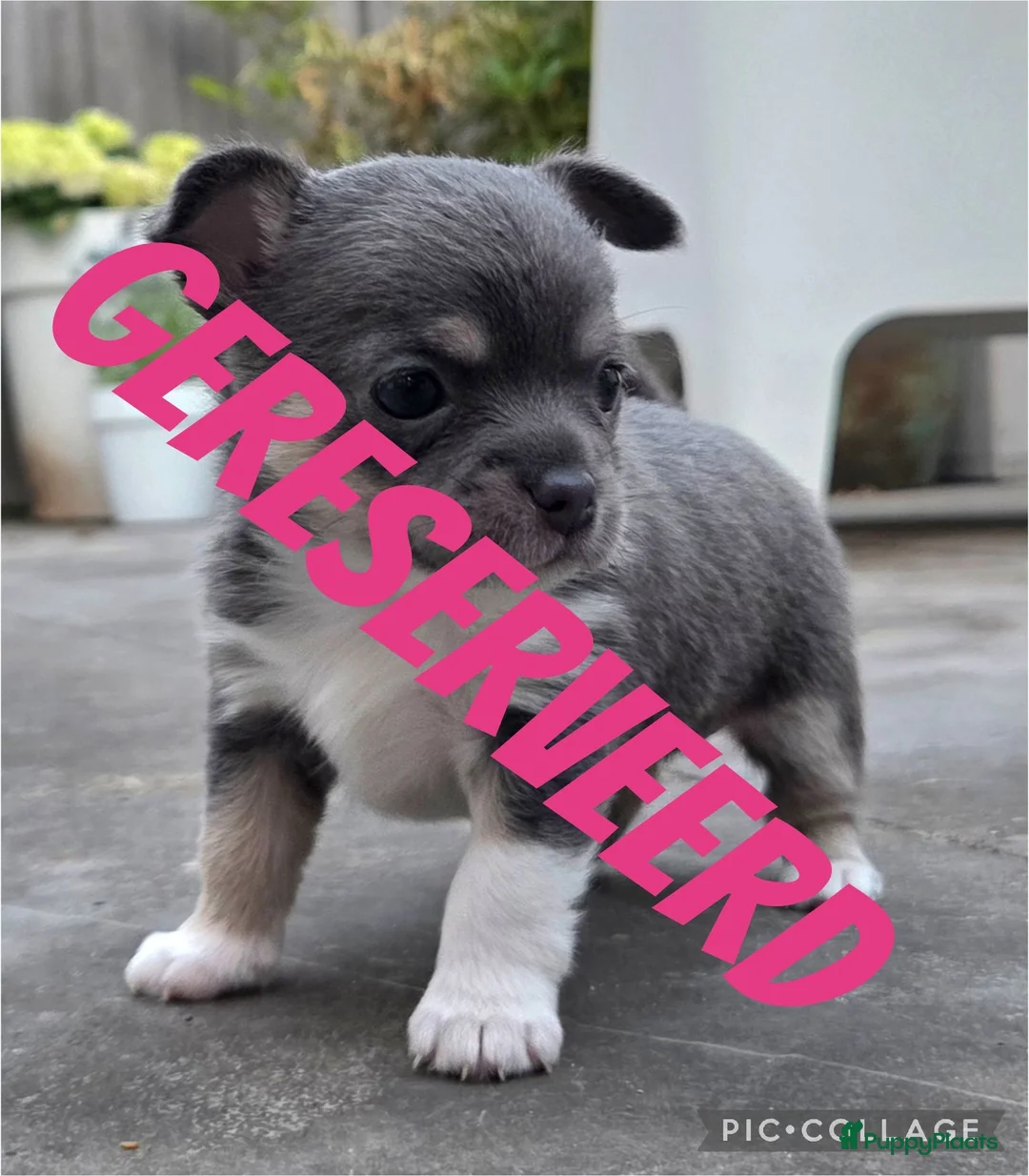 Chihuahua honden te koop: Prachtige blau grijze Chihuahua pup - Advertentie 1