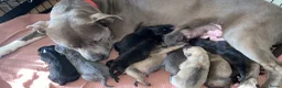 American Staffordshire Terriër honden te koop: American Stafford te koop - Advertentie 1