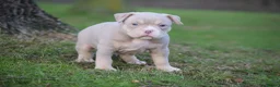 Amerikaanse Bully honden te koop: American bully pocket pups - Advertentie 7