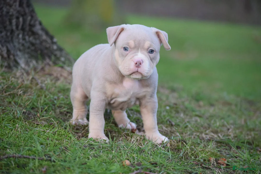 Amerikaanse Bully honden te koop: American bully pocket pups - Advertentie 7