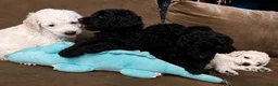 Poedel honden te koop: Koningspoedel grote poedel pups MOGEN NU WEG - Advertentie 2