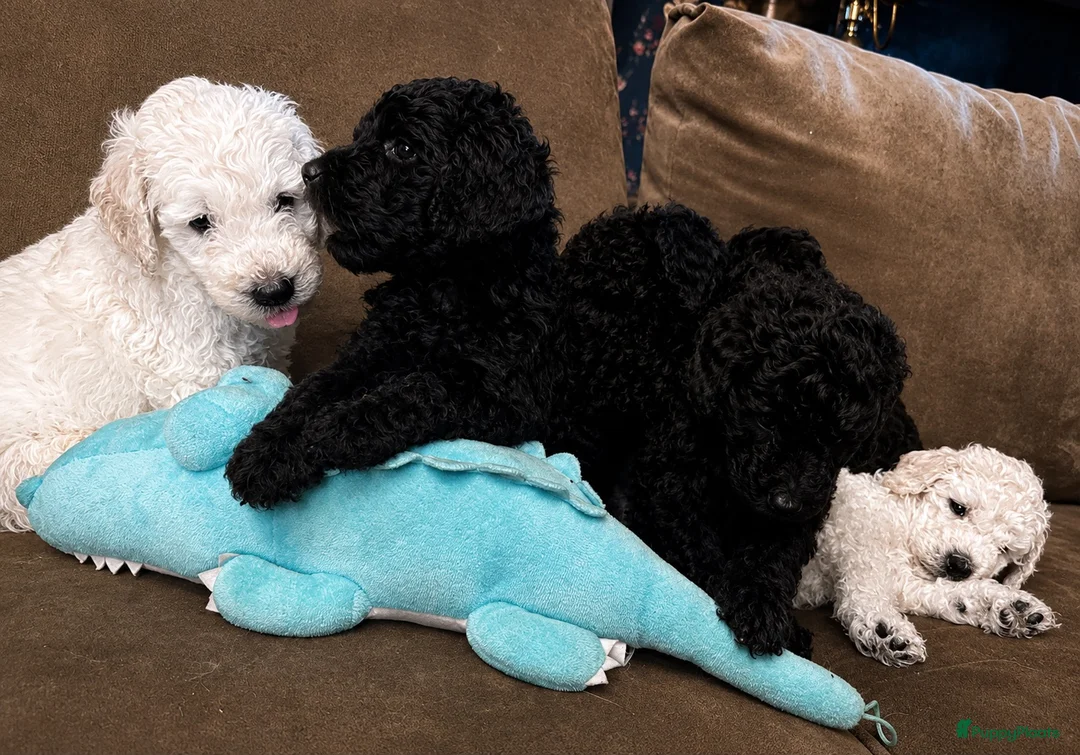Poedel honden te koop: Koningspoedel grote poedel pups MOGEN NU WEG - Advertentie 2