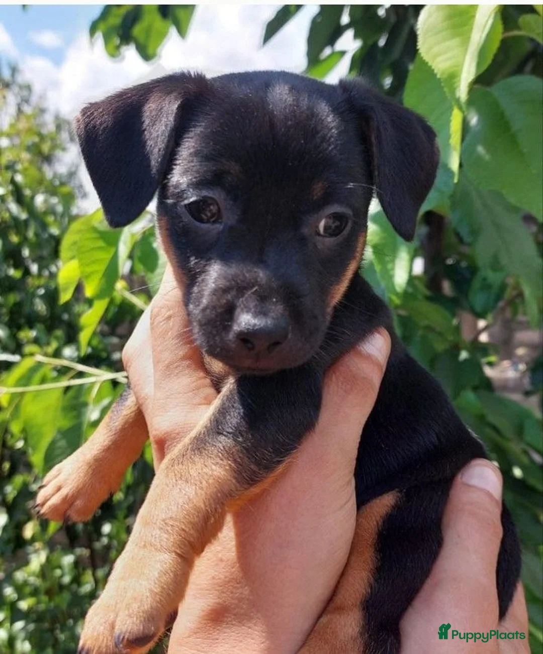 Jack Russel Terriër honden te koop: ♥️Lieve JackRussel pups🐶 2Teefjes🩷🖤🤎🔎🏡♥️ - Advertentie 1