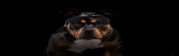 Amerikaanse Bully honden te koop: American Bully pocket pups verwacht rond november  - Advertentie 32