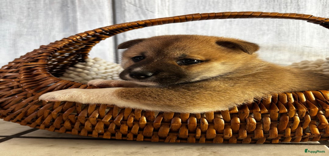 Galerij afbeelding {{count}}