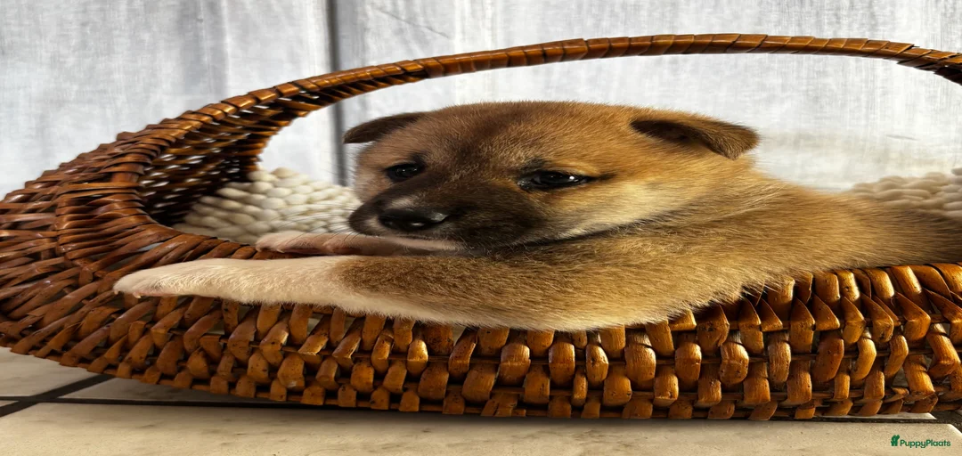 Galerij afbeelding {{count}}