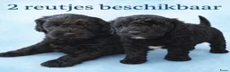 Australian Labradoodle honden te koop: Australische Labradoodles - Advertentie 1