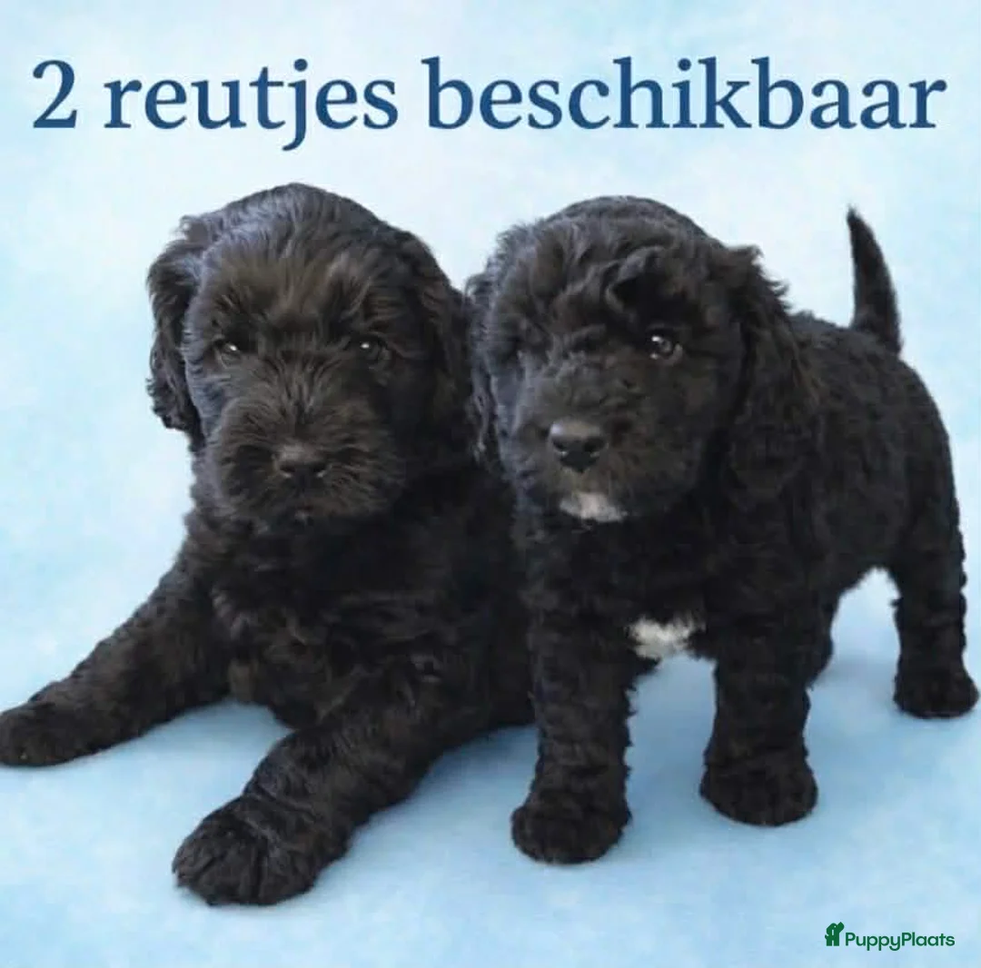 Australian Labradoodle honden te koop: Australische Labradoodles - Advertentie 1