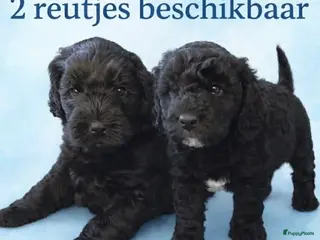 Australian Labradoodle honden Australische Labradoodles - Advertentie 1