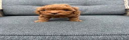 Poedel Toy honden te koop: Toy poedel puppy’s zoeken een gouden mandje  - Advertentie 6