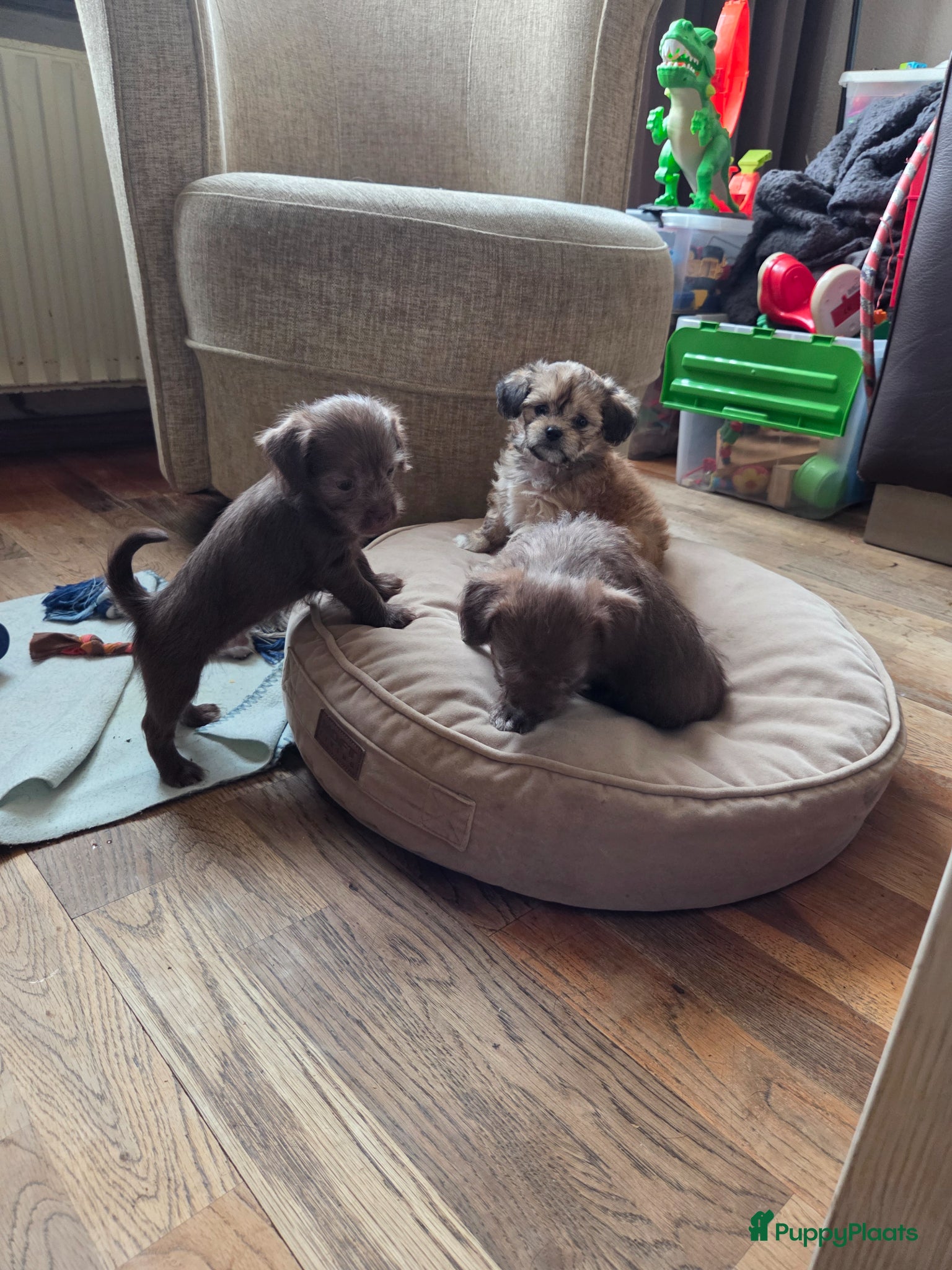 Kruising honden te koop: Leuke,speelse,sociale pups in Helmond - Advertentie 1