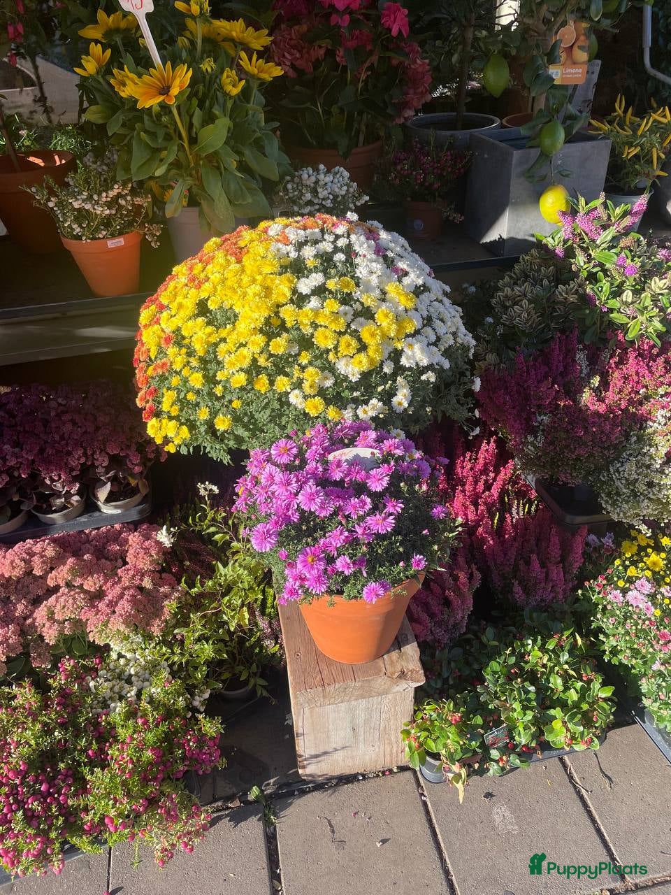 Kruising honden sdflkjsdfkljdsfsdlkf - Advertentie 5