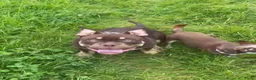 Amerikaanse Bully honden te koop: American Bully pocket pups verwacht geteste ouders - Advertentie 35