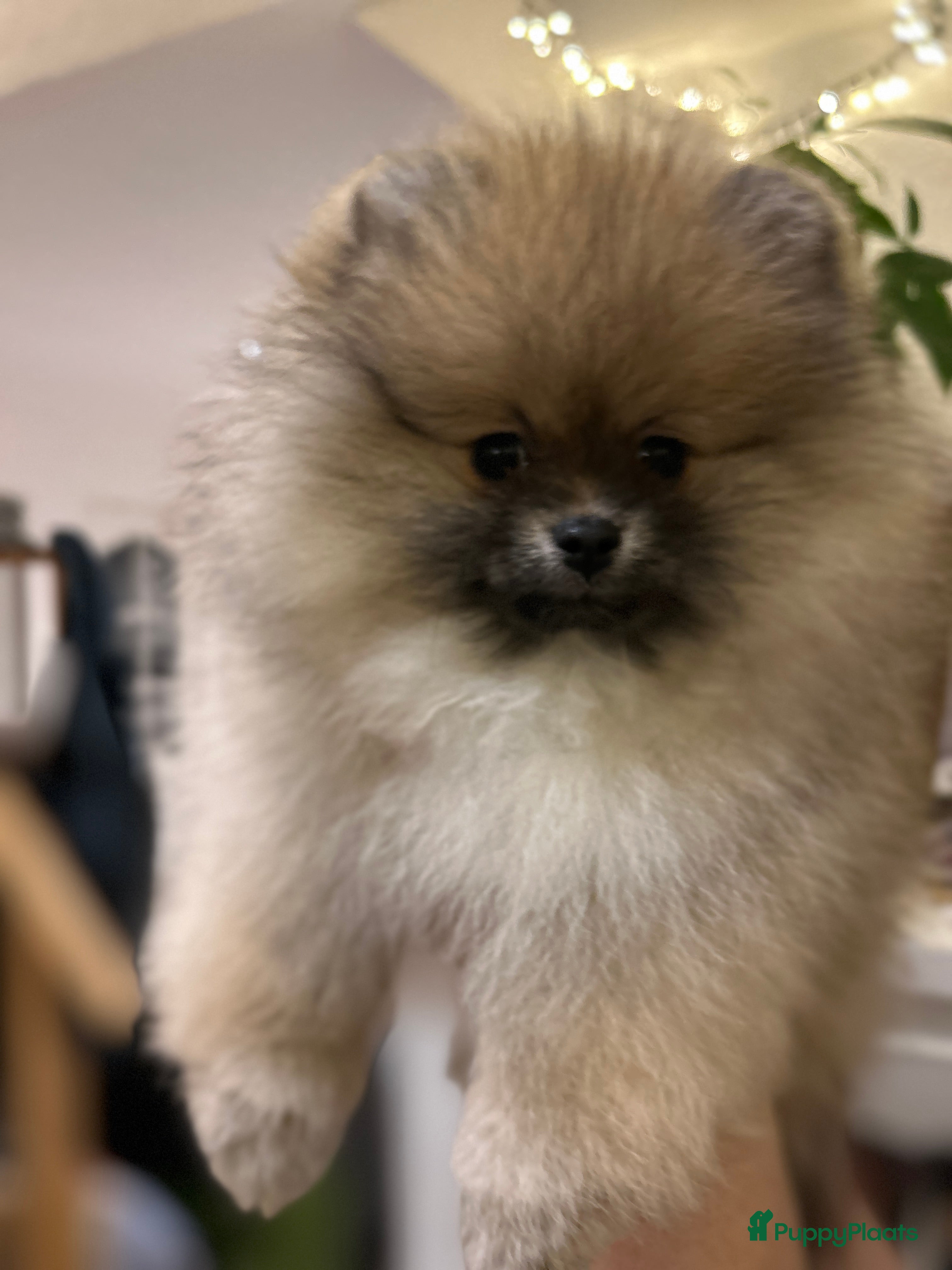 Pomeriaan honden ❤️Pomeranian❤️ - Advertentie 2