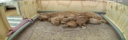 Australian Labradoodle honden te koop: Prachtig lieve mini labradoodle pups  - Advertentie 6