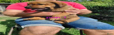 Pup 1