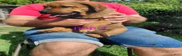 Kruising honden te koop: Rottweiler x moskovitische waakhond - Advertentie 12