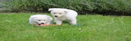 Akita honden te koop: Zeldzaam mooie Japanse Akita Inu pups - Advertentie 10