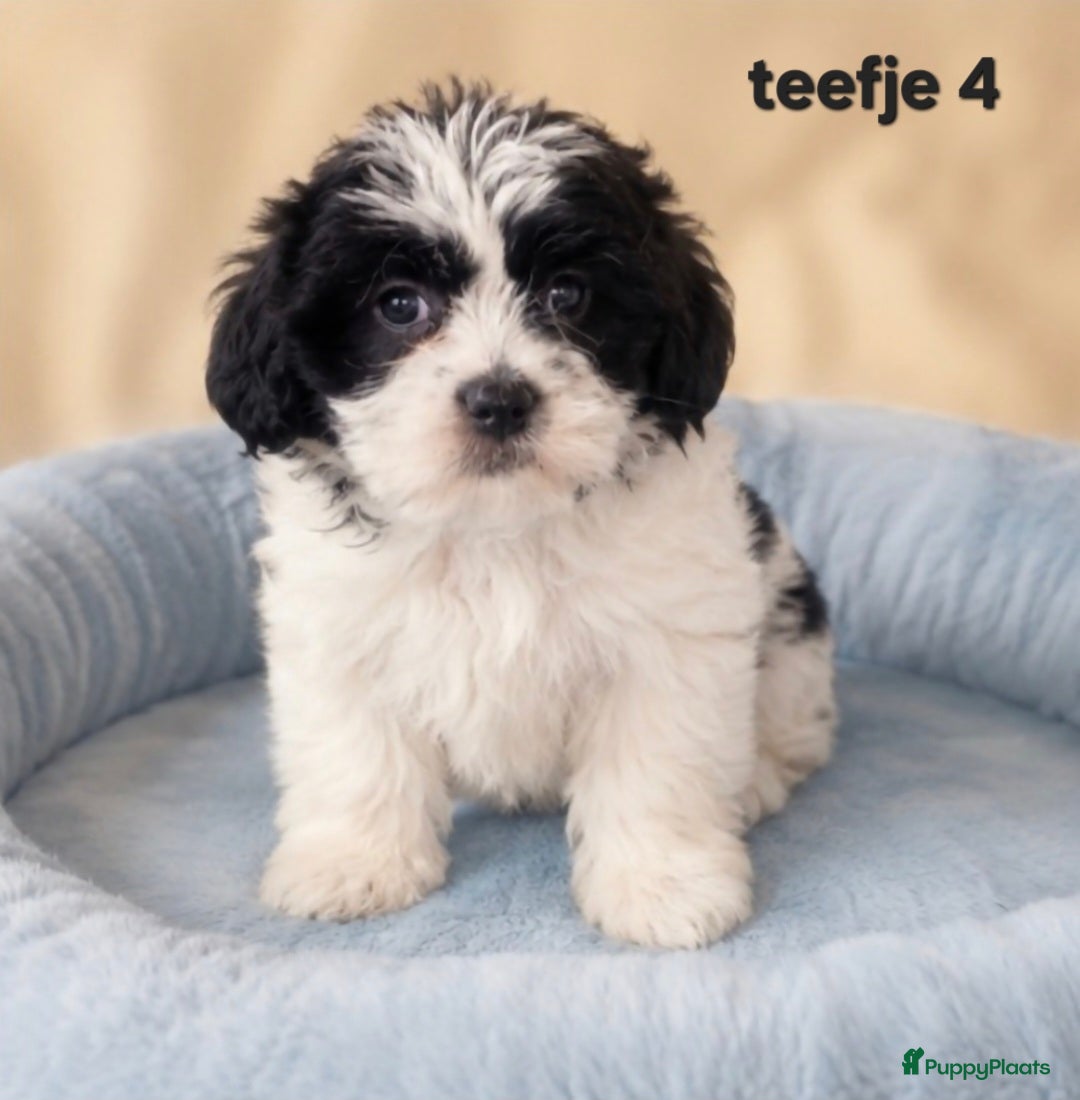 Boomer honden Mooie gezonde boomer pups. Maltezer maal shih tzu - Advertentie 2