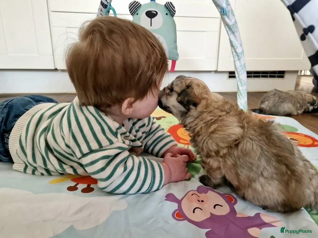 Maltipom honden te koop: Prachtig Lieve,shipom in ons gezin opgegroeid - Advertentie 36